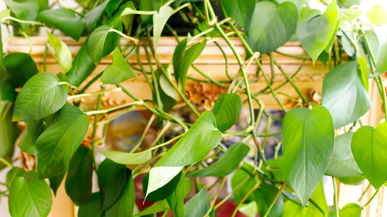 Die Efeutute schätzt die hohe Luftfeuchtigkeit im Badezimmer. Die Efeutute schätzt die hohe Luftfeuchtigkeit im Badezimmer.