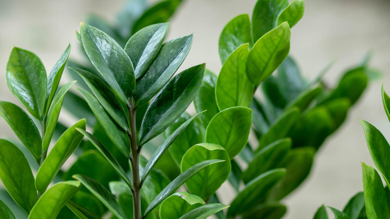 Die Glücksfeder kommt mit nahezu jedem Standort klar. Die Glücksfeder kommt mit nahezu jedem Standort klar.