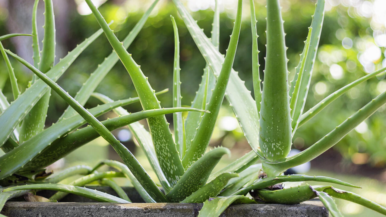 Aloe-Vera-Pflanzen sind unkompliziert und benötigen nur wenig Wasser. Aloe-Vera-Pflanzen sind unkompliziert und benötigen nur wenig Wasser.