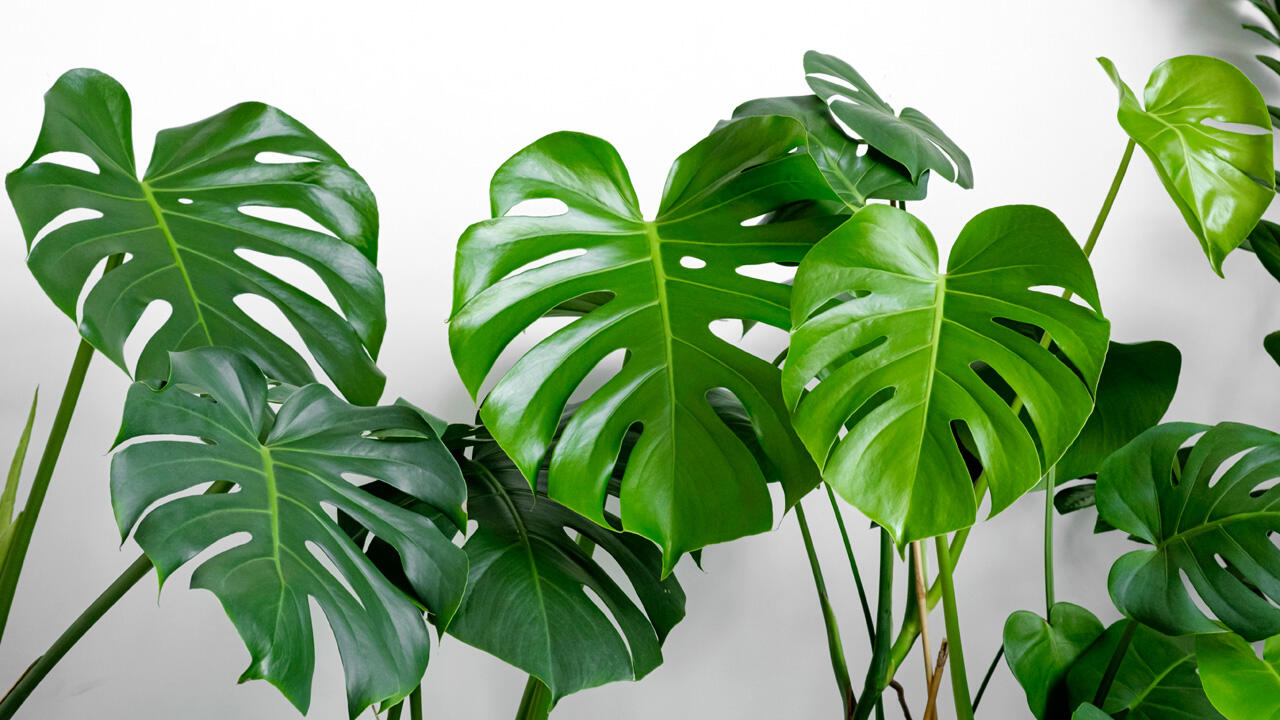 Viel Licht, aber keine direkte Sonne – so fühlt sich das Fensterblatt wohl. Viel Licht, aber keine direkte Sonne – so fühlt sich das Fensterblatt wohl.