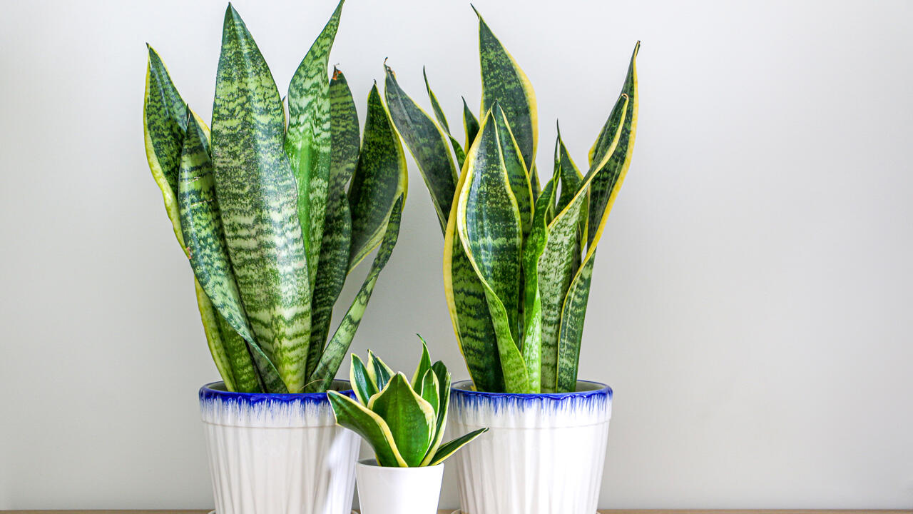 Die pflegeleichte Sukkulente passt auch in ein kleines Bad. Die pflegeleichte Sukkulente passt auch in ein kleines Bad.