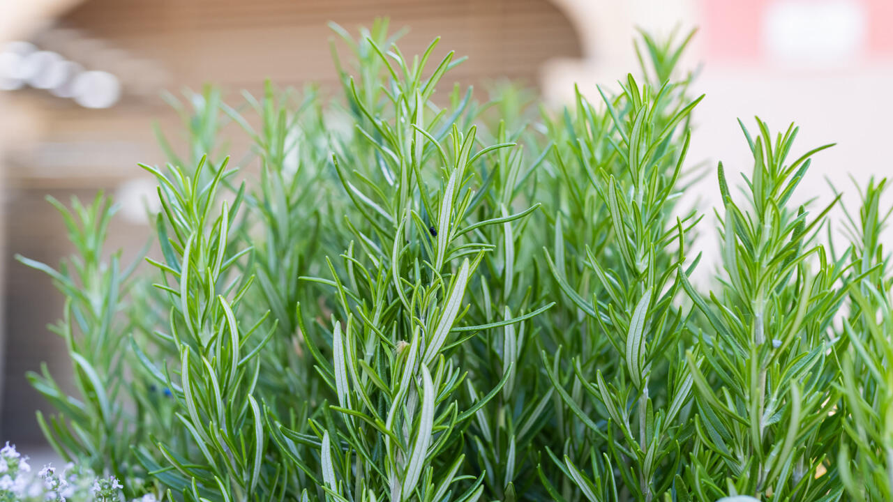 Rosmarin verträgt einige Minusgrade, er muss aber vor starkem Frost geschützt werden. Rosmarin verträgt einige Minusgrade, er muss aber vor starkem Frost geschützt werden.