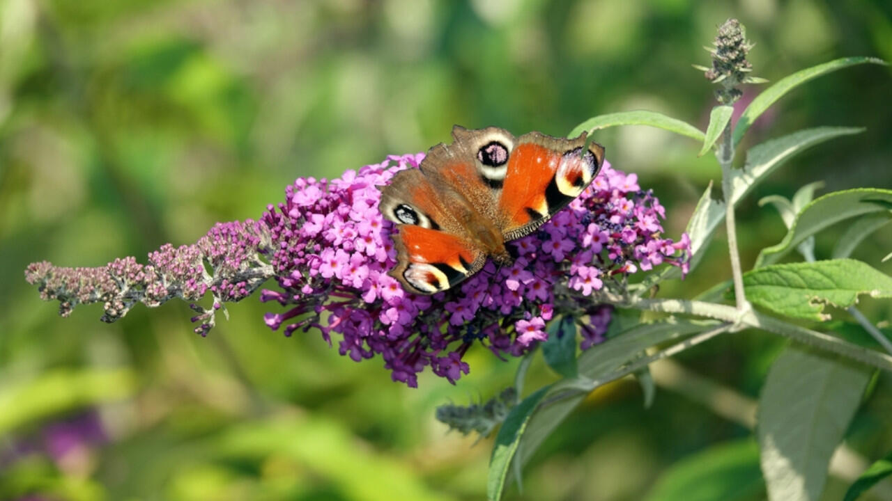Schmetterlingsflieder hat üppige Blüten und bietet Schmetterlingen Nahrung.