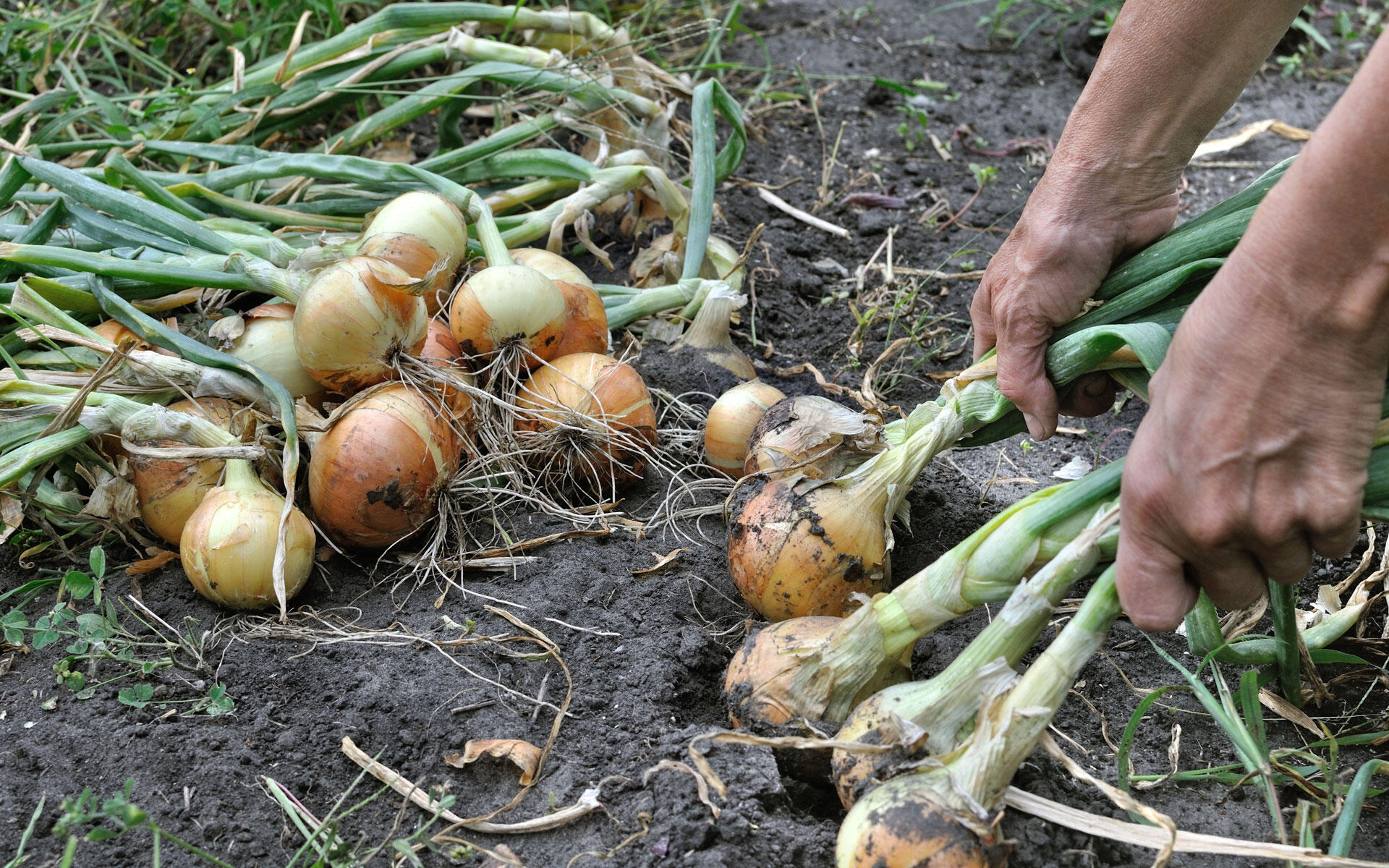Wintersteckzwiebeln werden im Herbst gepflanzt und können im Frühsommer geerntet werden.