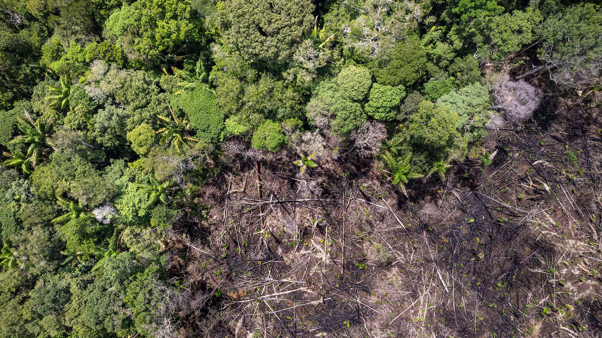 Ein neuer Fonds soll den Schutz der Tropenwälder sichern.