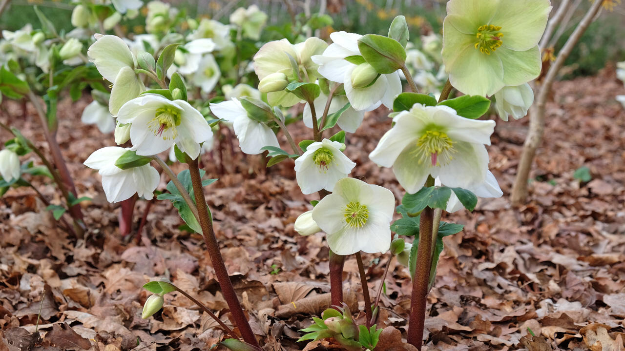 Christrosen gedeihen sehr gut im Halbschatten unter Büschen und Bäumen. Christrosen gedeihen sehr gut im Halbschatten unter Büschen und Bäumen.