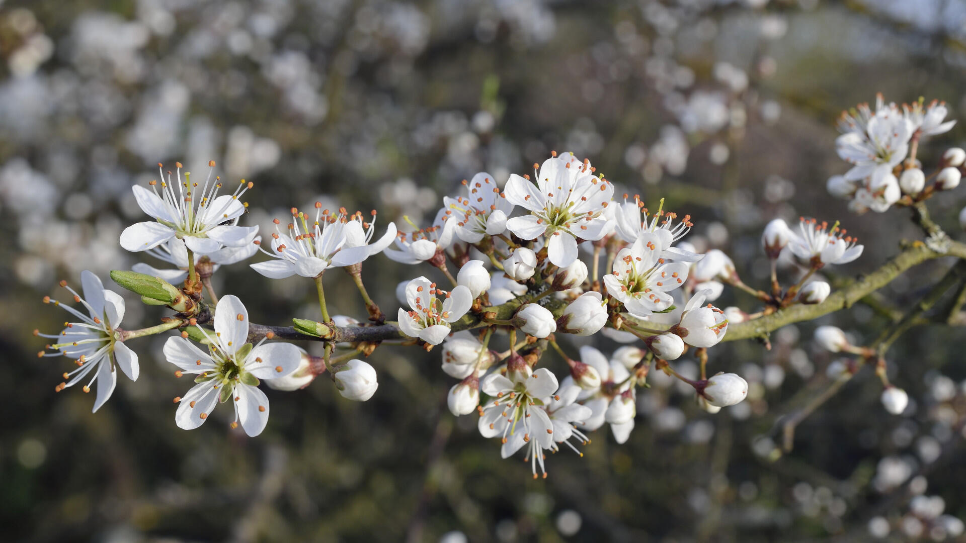 Schlehen bilden schneeweiße Blüten aus.