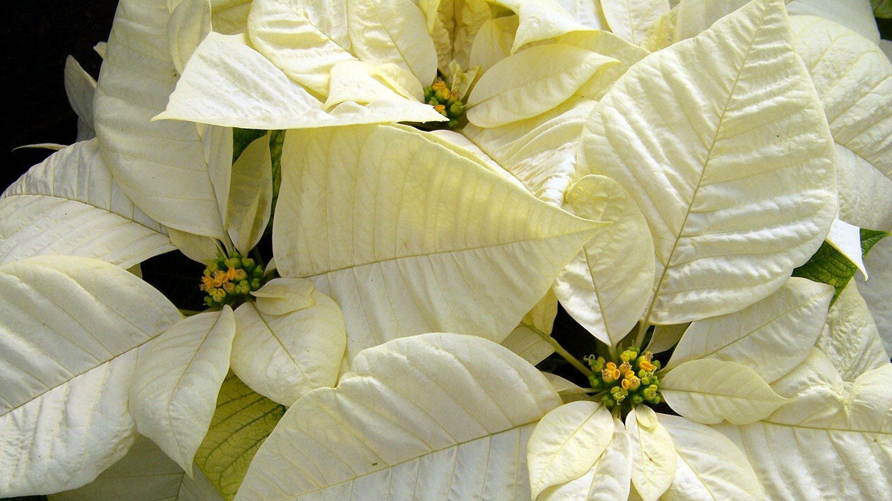 Weihnachtssterne gibt es nicht nur in Rot, sondern in nahezu allen Farbtönen. Weihnachtssterne gibt es nicht nur in Rot, sondern in nahezu allen Farbtönen.