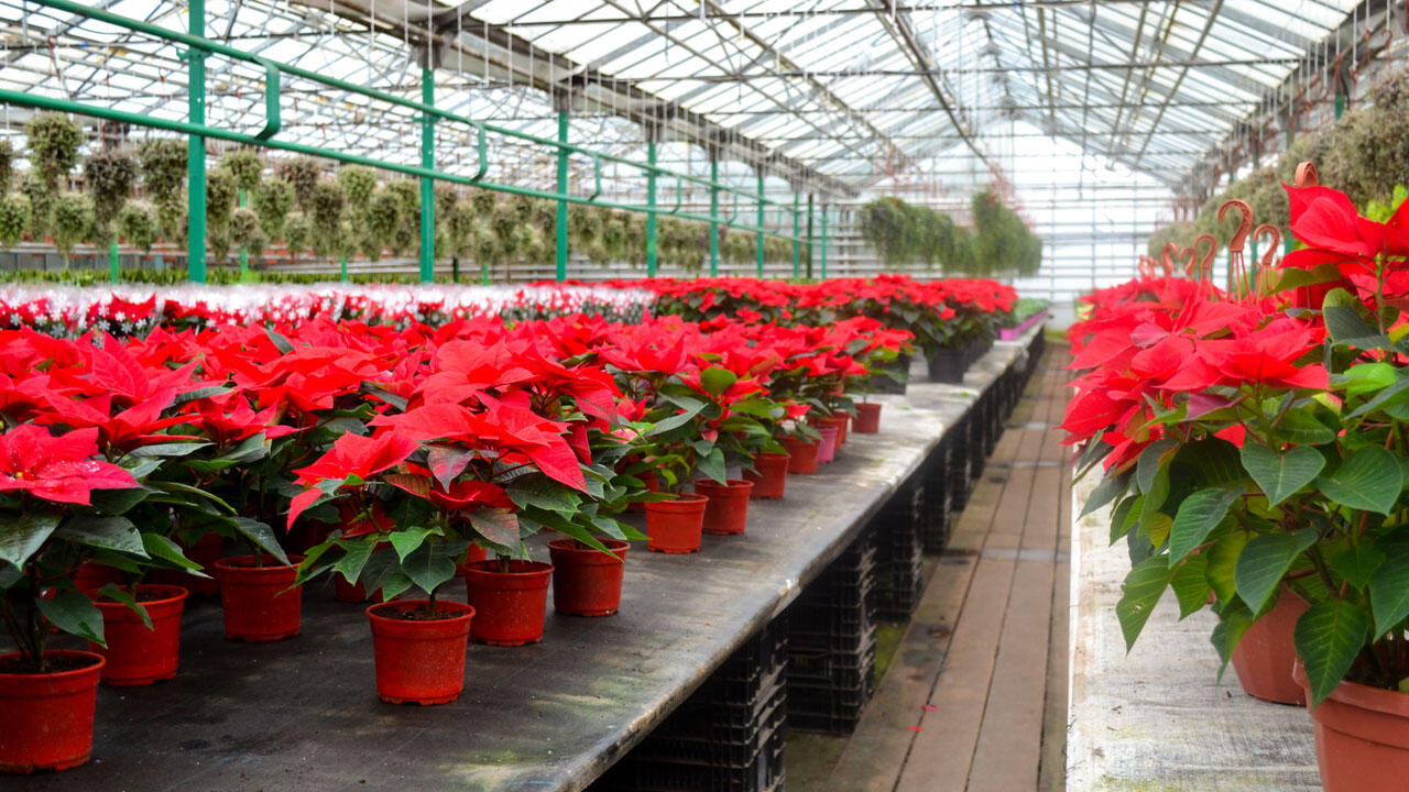 Die kleinwüchsigen Weihnachtssterne aus dem Gewächshaus sind äußerst kälteempfindlich. Die kleinwüchsigen Weihnachtssterne aus dem Gewächshaus sind äußerst kälteempfindlich.