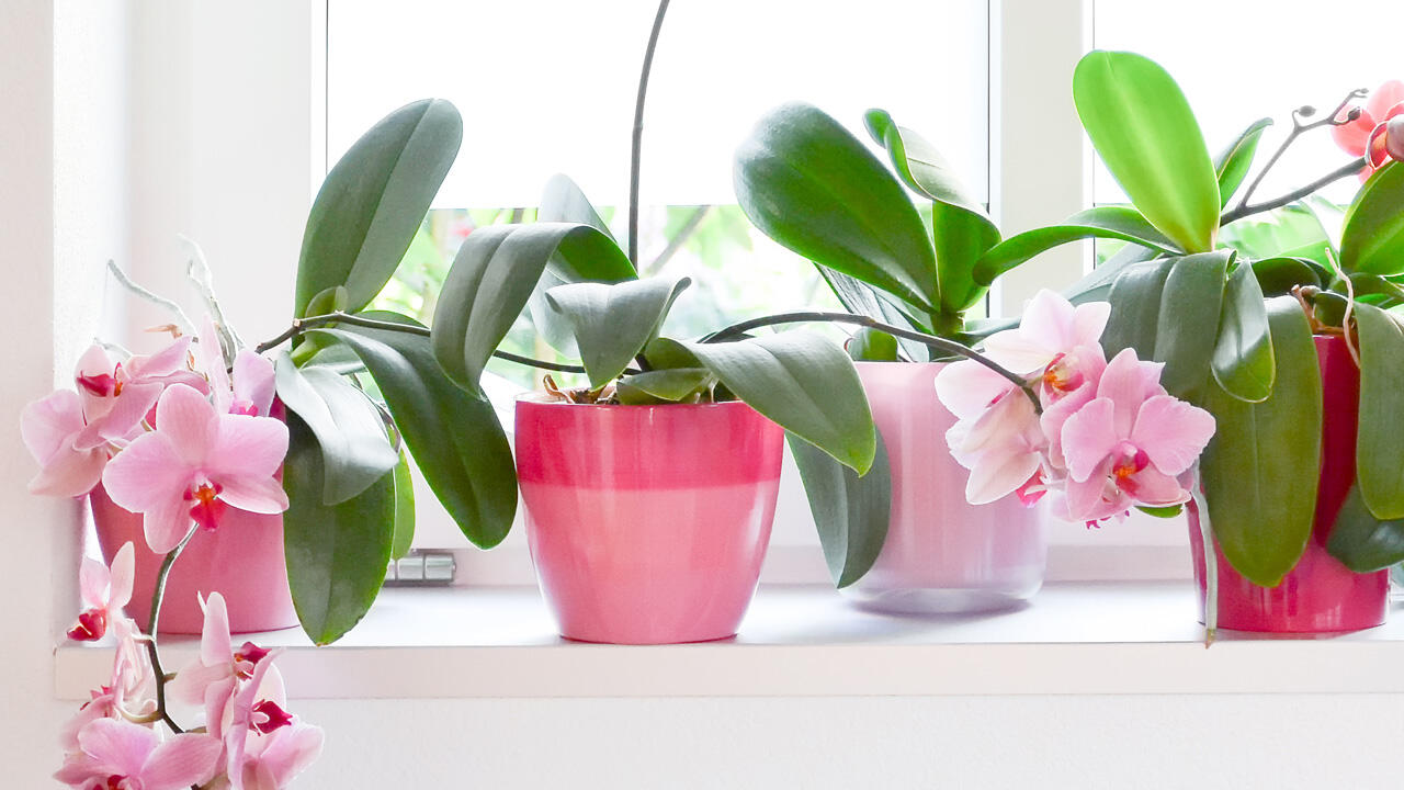 Abend- oder Morgensonne sind optimal, pralle Sonne bekommt der Orchidee dagegen nicht. Abend- oder Morgensonne sind optimal, pralle Sonne bekommt der Orchidee dagegen nicht.