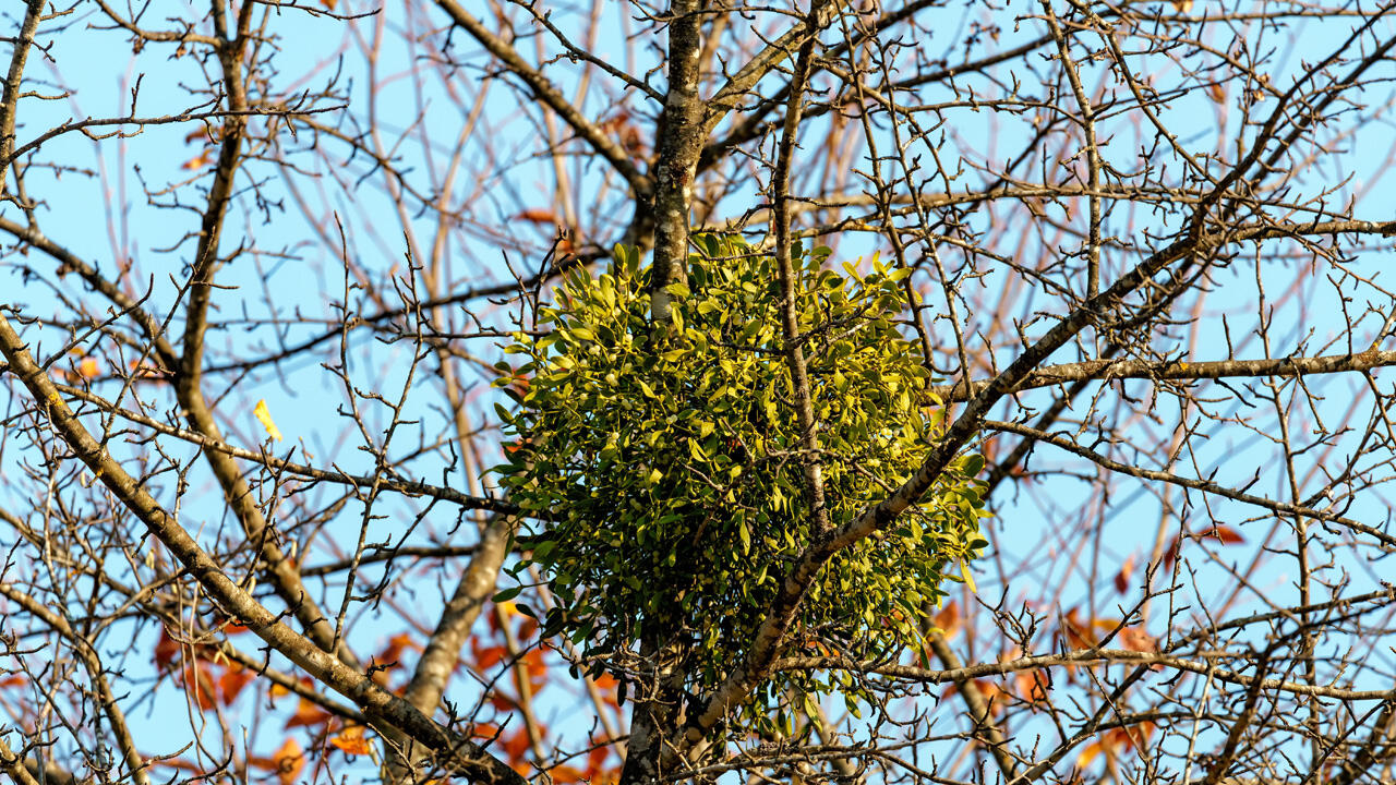 Misteln stehen nicht unter Naturschutz und dürfen – vorsichtig – geerntet werden. Misteln stehen nicht unter Naturschutz und dürfen – vorsichtig – geerntet werden.