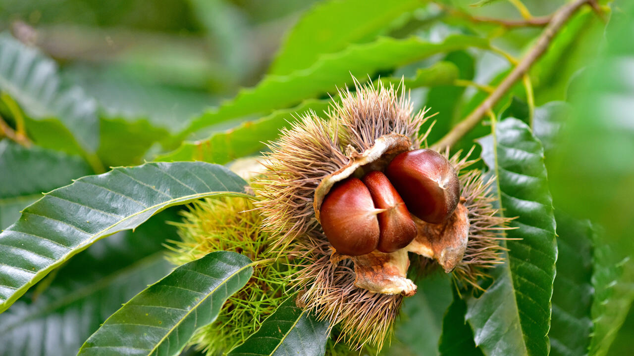 Maronen (Esskastanien) sind extrem stachelig, Rosskastanien dagegen haben nur wenige, dafür harte Stacheln. Maronen (Esskastanien) sind extrem stachelig, Rosskastanien dagegen haben nur wenige, dafür harte Stacheln.