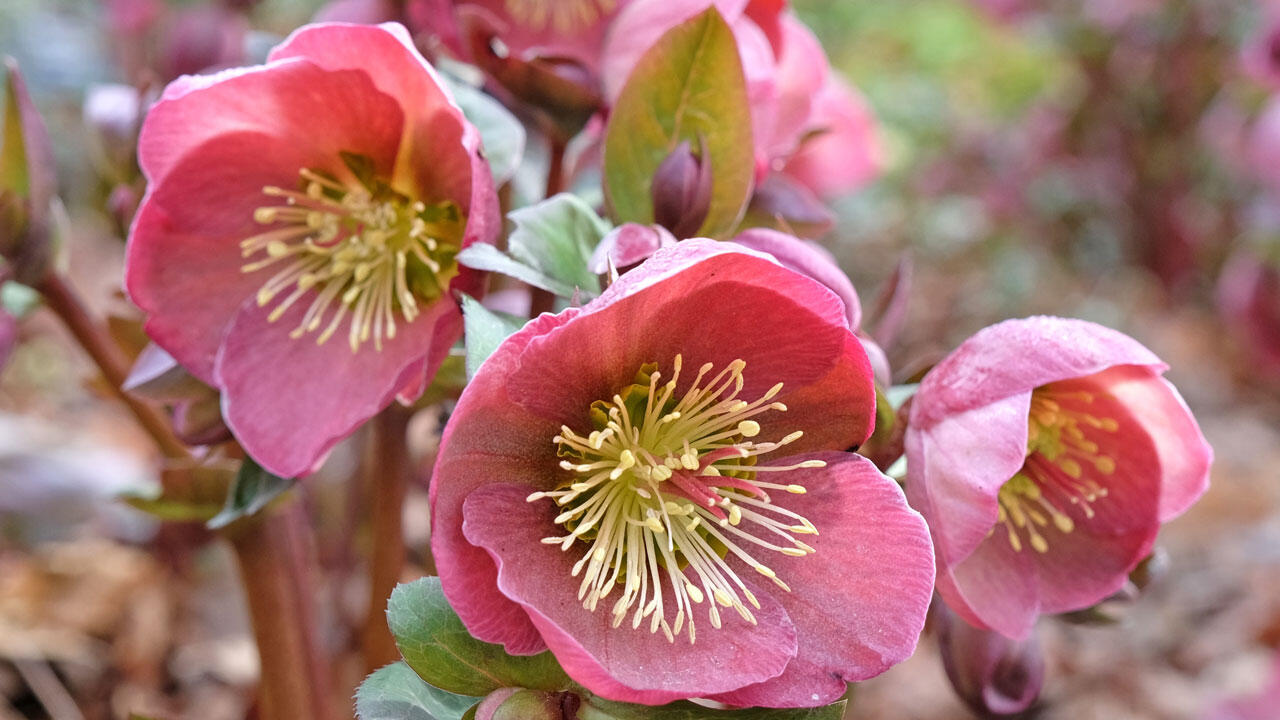 Die Christrose fühlt sich draußen wesentlich wohler als drinnen. Die Christrose fühlt sich draußen wesentlich wohler als drinnen.