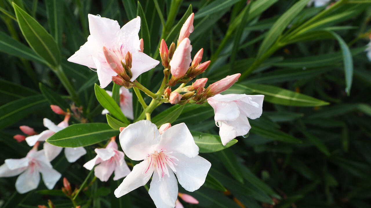 Ab Ende Mai bis lange in den Herbst blüht der Oleander in zarten bis leuchtenden Farben. Ab Ende Mai bis lange in den Herbst blüht der Oleander in zarten bis leuchtenden Farben.