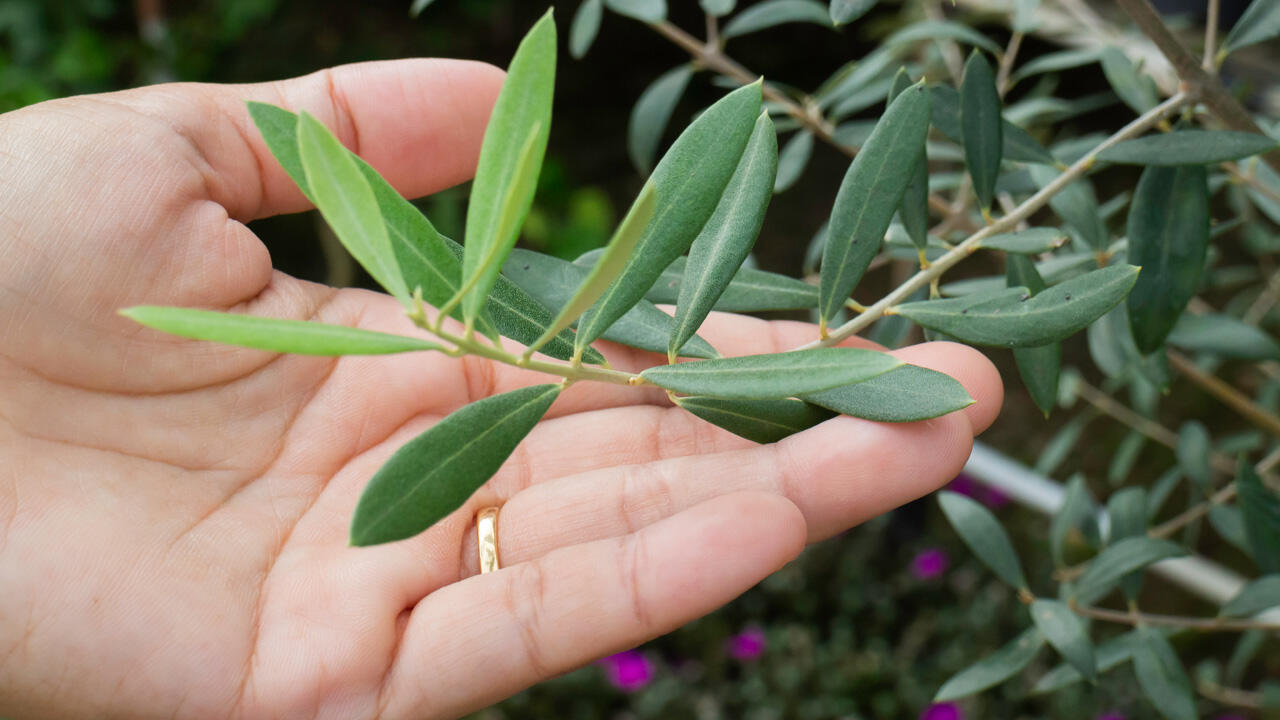 Am besten lässt sich der Olivenbaum hell und kühl (zwischen fünf und zehn Grad Celsius) überwintern. Am besten lässt sich der Olivenbaum hell und kühl (zwischen fünf und zehn Grad Celsius) überwintern.