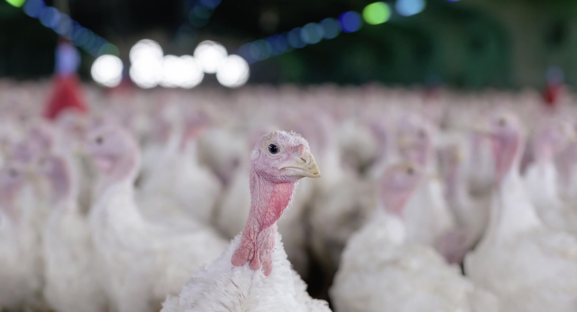Die Puten, von denen das Putenfleisch stammt, leben hauptsächlich in großen Ställen. Artgerecht ist das nicht.