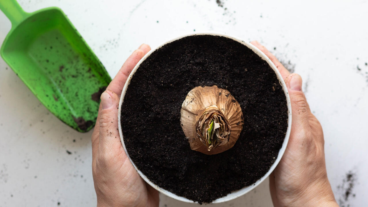 Die Amaryllis gut über den Sommer zu bekommen, ist gar nicht so schwer. Die Amaryllis gut über den Sommer zu bekommen, ist gar nicht so schwer.