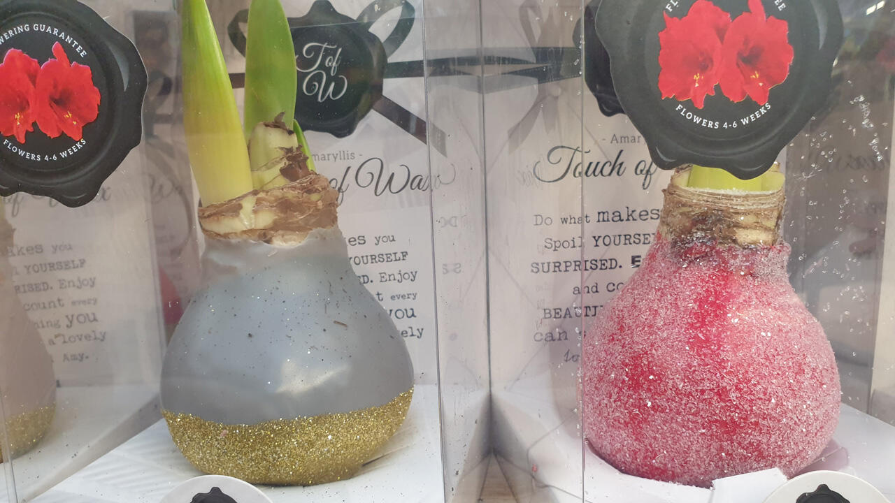 Meist ein reines Wegwerf-Produkt: Amaryllis im Wachsmantel. Meist ein reines Wegwerf-Produkt: Amaryllis im Wachsmantel.