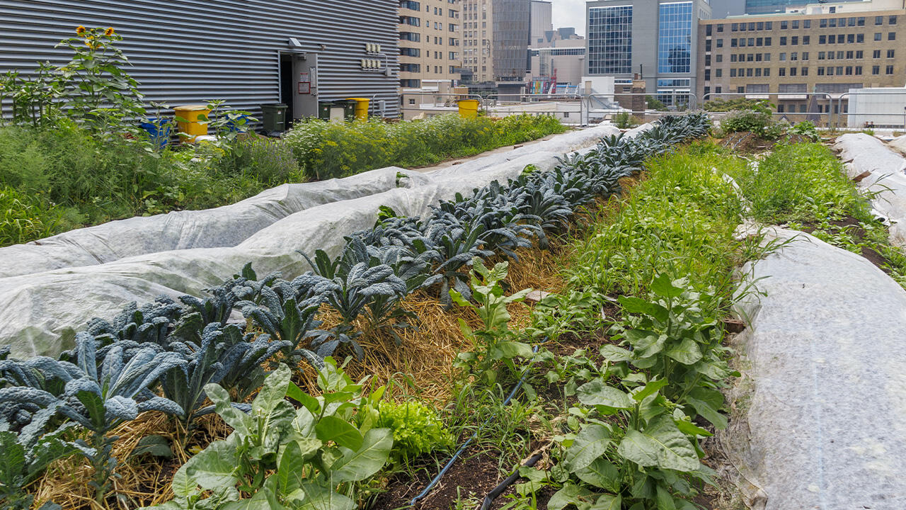 Gemüsegarten mitten in der Stadt: gut für den Menschen und das Klima. Gemüsegarten mitten in der Stadt: gut für den Menschen und das Klima.