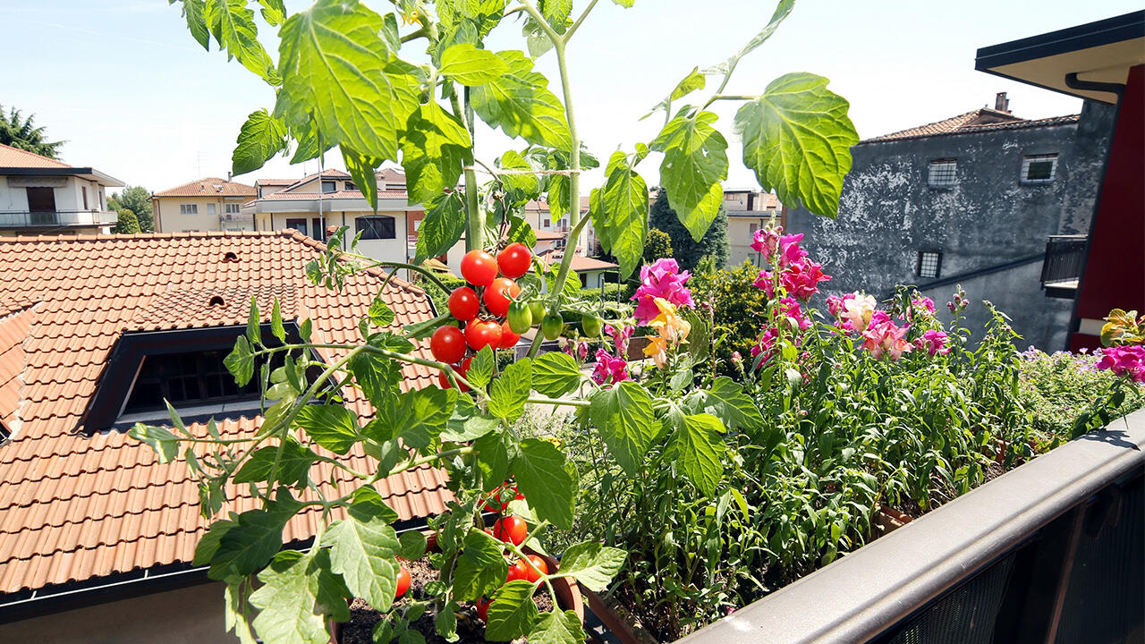 Gemüse wächst auch in Blumenkästen am Balkongeländer. Gemüse wächst auch in Blumenkästen am Balkongeländer.