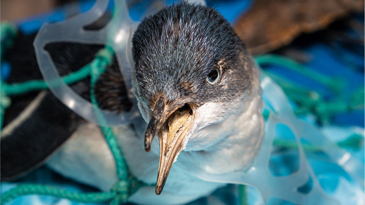Unter dem Plastikmüll in den Meeren leidet auch die Tierwelt.