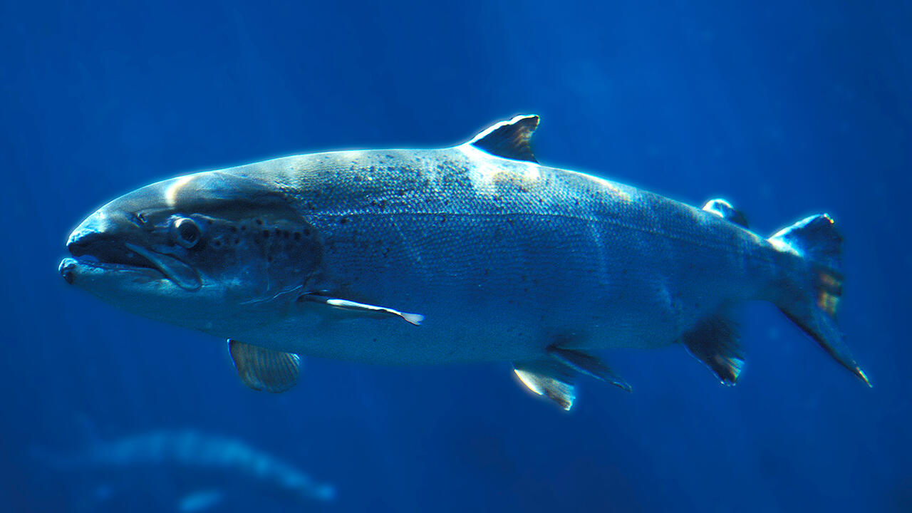 Lachs aus Aquakultur, Wildlachs oder Seelachs? Zwischen den Sorten gibt es gravierende Unterschiede. Lachs aus Aquakultur, Wildlachs oder Seelachs? Zwischen den Sorten gibt es gravierende Unterschiede.