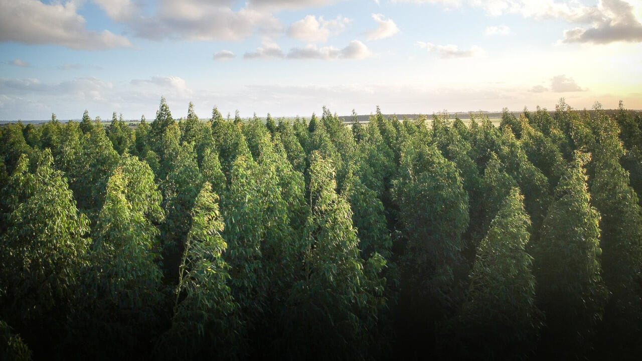 Intakte Wälder sind für unser Klima immens wichtig, denn sie absorbieren viel CO2. Intakte Wälder sind für unser Klima immens wichtig, denn sie absorbieren viel CO2.