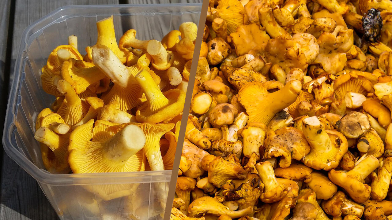 Links frische Pfifferlinge, die rechten Pilze sind nicht mehr frisch. Links frische Pfifferlinge, die rechten Pilze sind nicht mehr frisch.