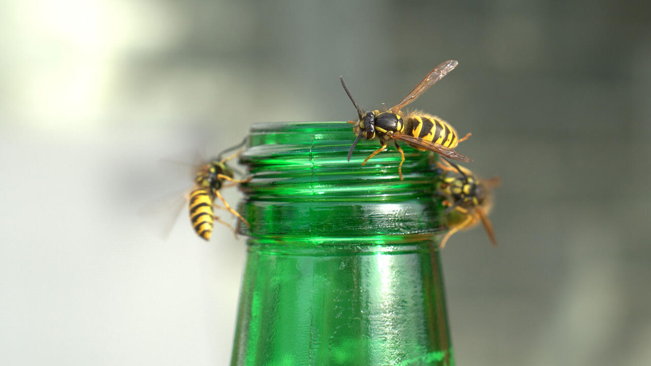 Wespen fliegen auf Süßes