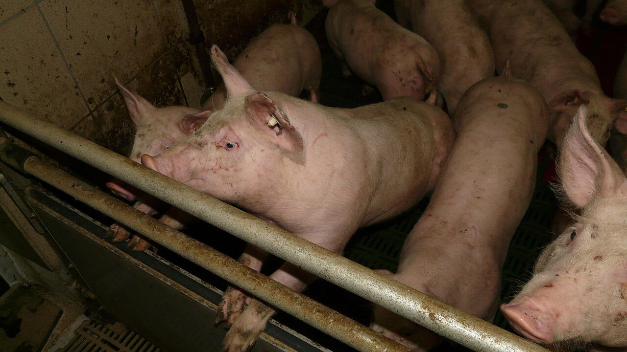 Mindestanforderung bei Mastschweinen: mehr Platz, keine Spaltenböden und Frischluft.