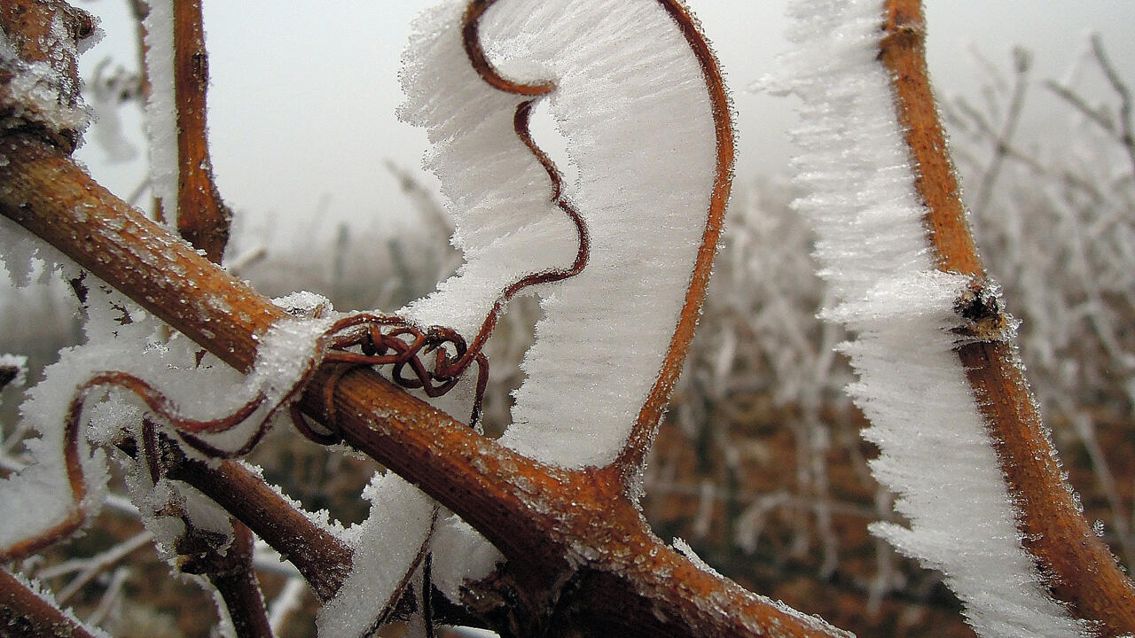 Ohne Frost kein Eiswein!