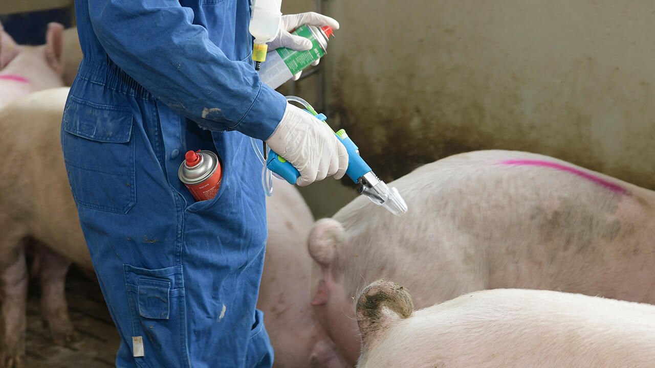 Tierhalter mit Sicherheitspistole: die Eber impfen, statt ihre Hoden abzuschneiden.