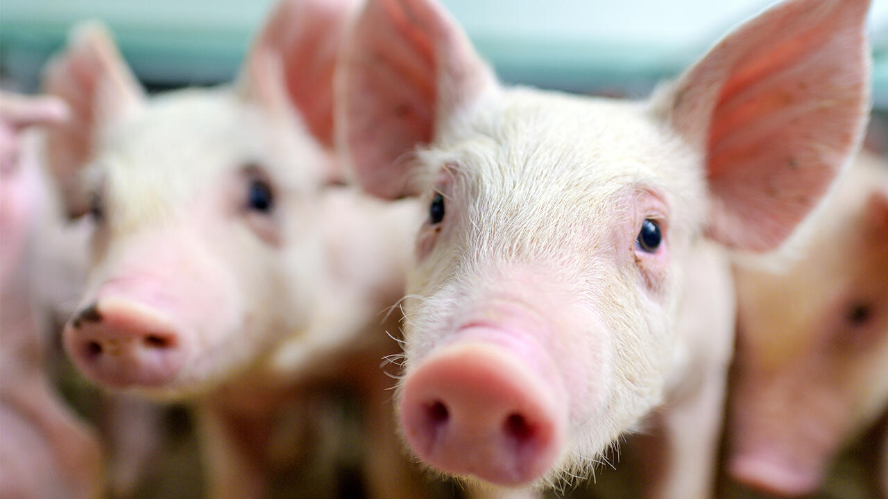 Ferkelkastration: Das betrifft in Deutschland jährlich mehr als 25 Millionen männliche Mastschweine.