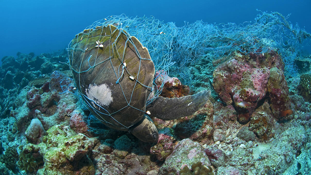Sogenannte Geisternetze, in den Gewässern umhertreibende Fischernetze, sind Todesfallen für Meerestiere wie Fische, Delfine, Haie und Meeresschildkröten.