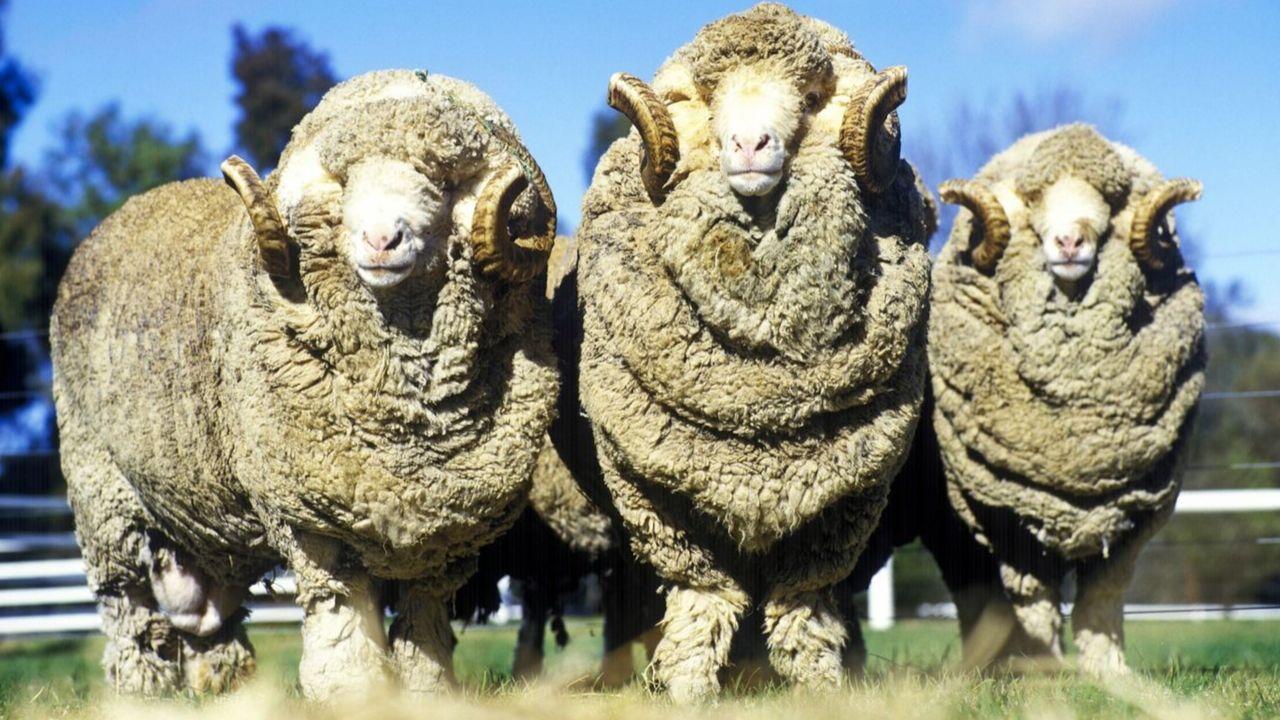 Ertragreiche Falten: Merinoschafe sind darauf gezüchtet, besonders viel Wolle zu liefern. Tierwohl sieht anders aus. Ertragreiche Falten: Merinoschafe sind darauf gezüchtet, besonders viel Wolle zu liefern. Tierwohl sieht anders aus.