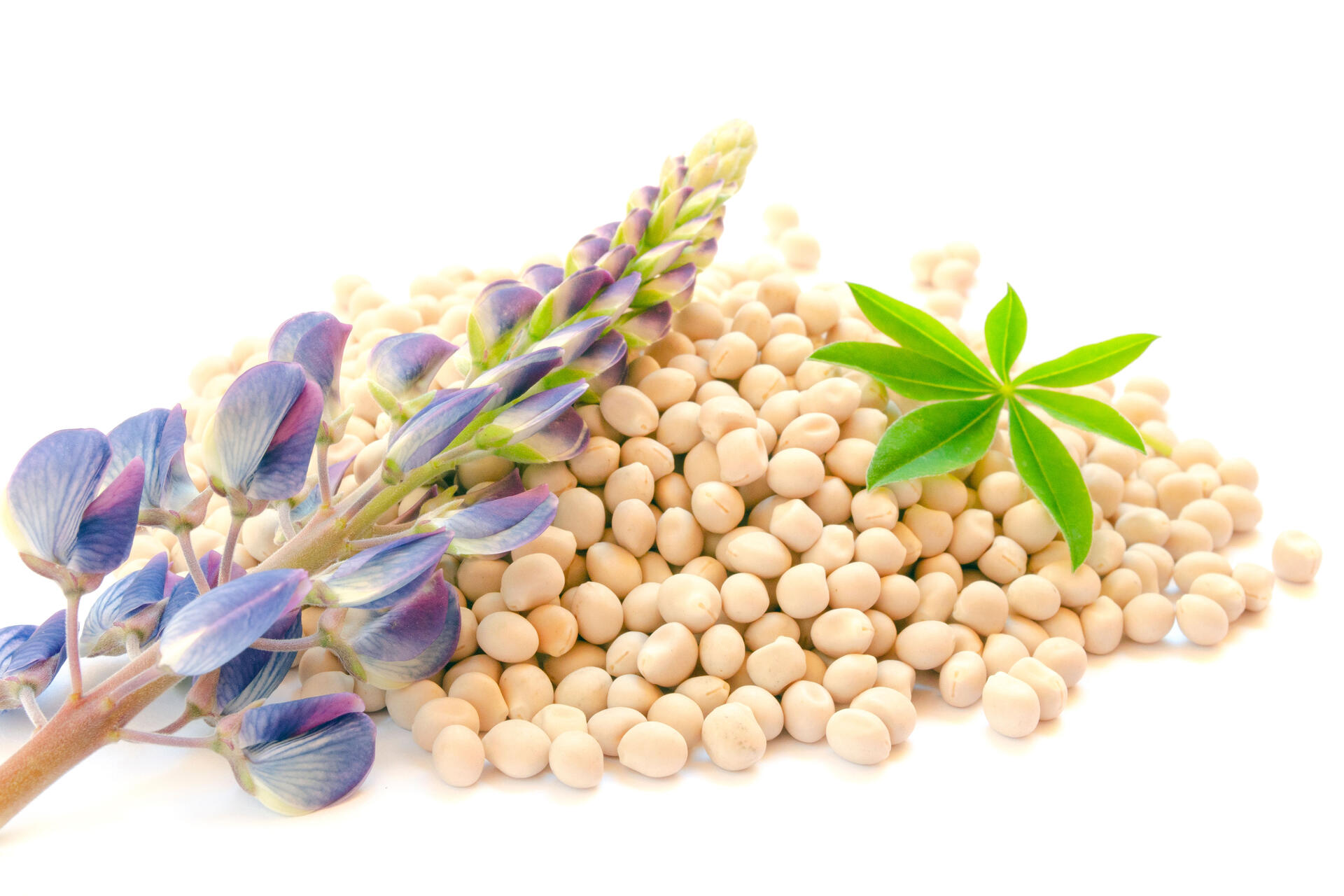 Lupinen blühen wunderschön im Garten – und sind ein gesunder Ersatz für Fleisch. Lupinen blühen wunderschön im Garten – und sind ein gesunder Ersatz für Fleisch.