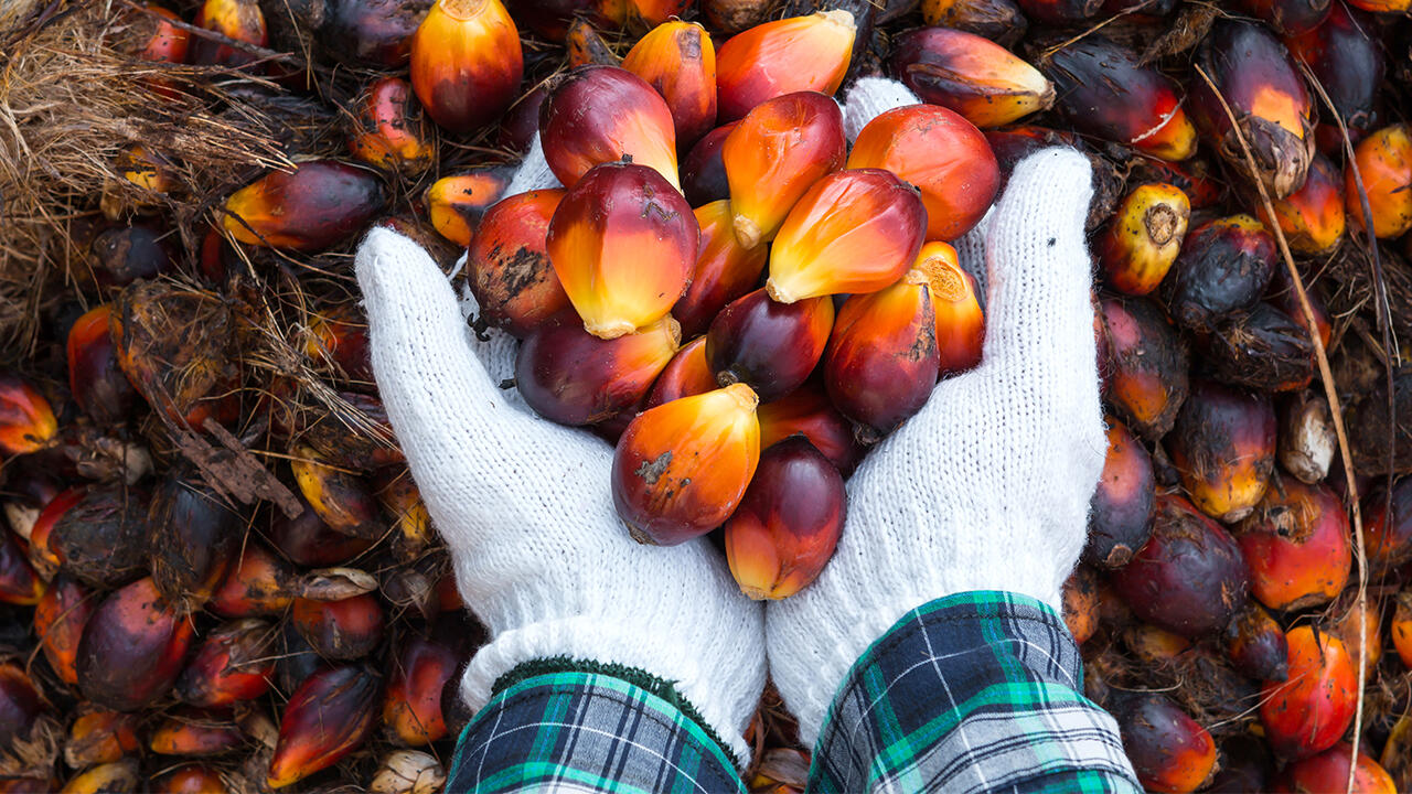 Palmöl ist in die Kritik geraten, weil der Anbau einige negative Folgen mit sich bringt. 