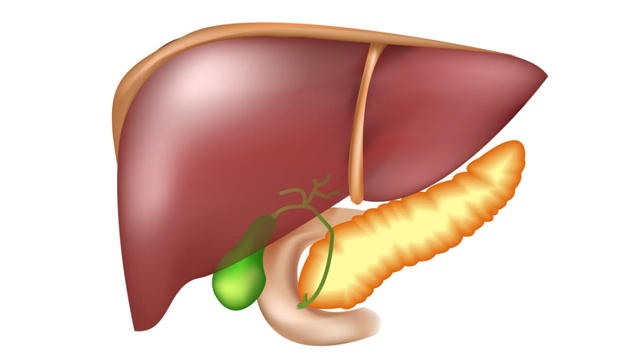 Die Gallenblase (grün) liegt direkt neben der Leber und dient dem Körper als Vorratskammer.