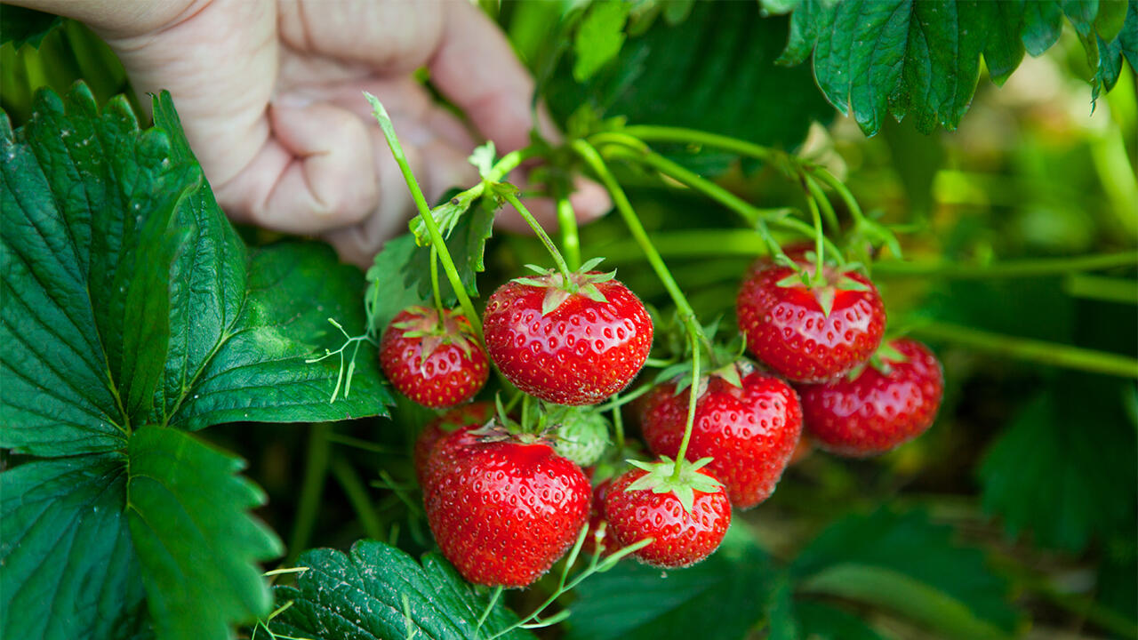 Nur die wenigsten Fruchtaufstriche im Test werden aus regionalen Erdbeeren hergestellt. Nur die wenigsten Fruchtaufstriche im Test werden aus regionalen Erdbeeren hergestellt.