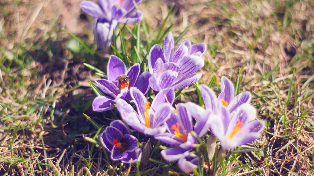 Frühlingsblumen wie Krokusse können Sie bei einem Osterspaziergang an vielen Ecken entdecken.