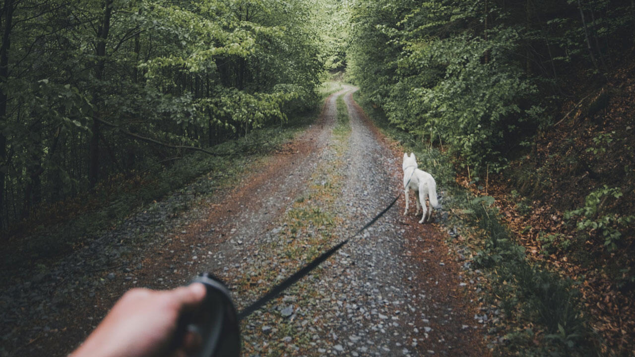 Hundebesitzer machen's richtig: Wer einen Vierbeiner hat, muss sich regelmäßig Auszeiten an der frischen Luft nehmen.