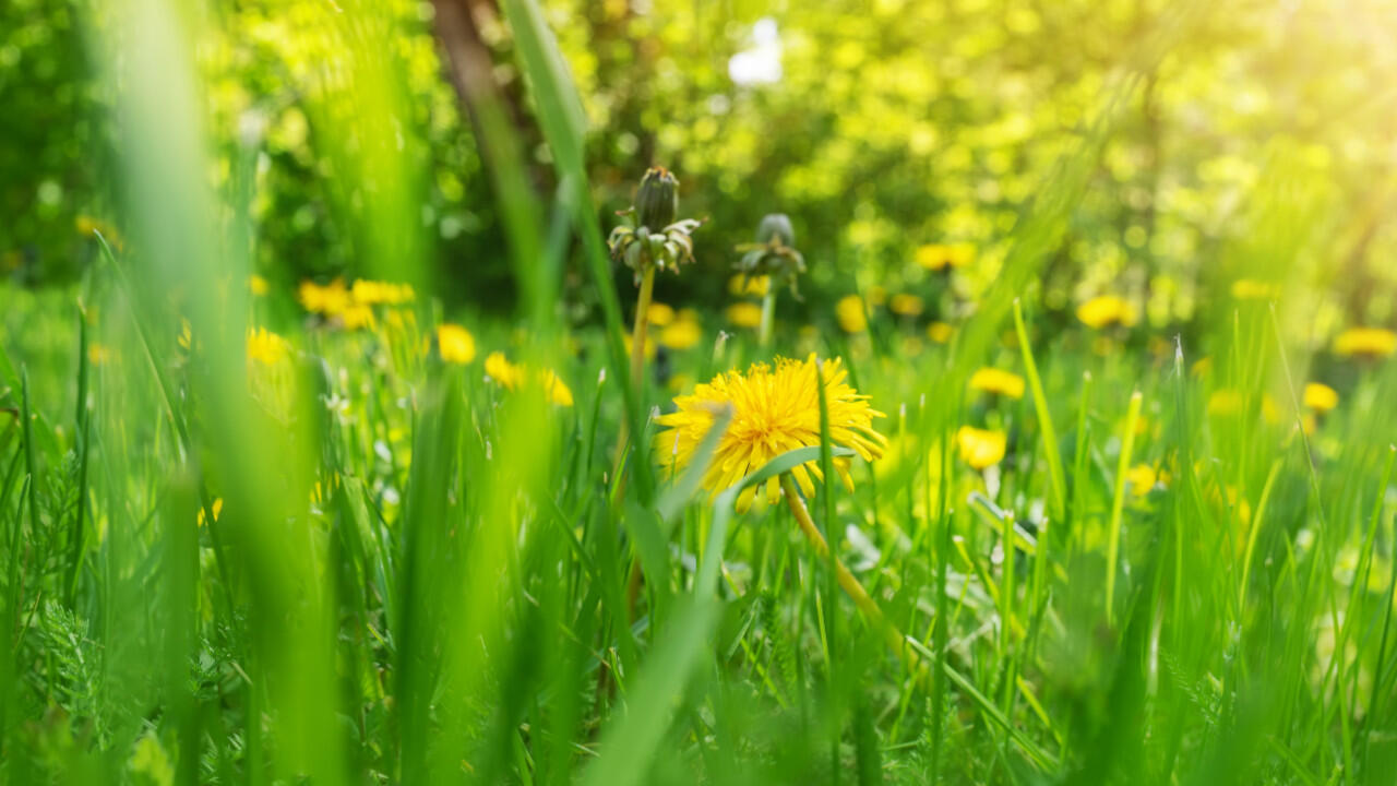 Rasen pflegen: Wer Löwenzahn nicht im Garten haben möchte, entfernt sie am besten mit einem Unkrautstecher. Rasen pflegen: Wer Löwenzahn nicht im Garten haben möchte, entfernt sie am besten mit einem Unkrautstecher.