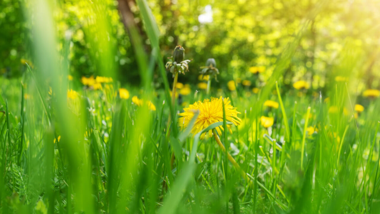 Rasen pflegen: Wer Löwenzahn nicht im Garten haben möchte, entfernt sie am besten mit einem Unkrautstecher.