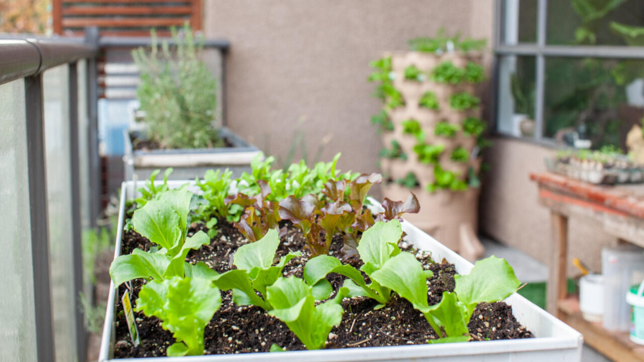 Auch auf dem Balkon können Sie eigenen Salat anpflanzen.