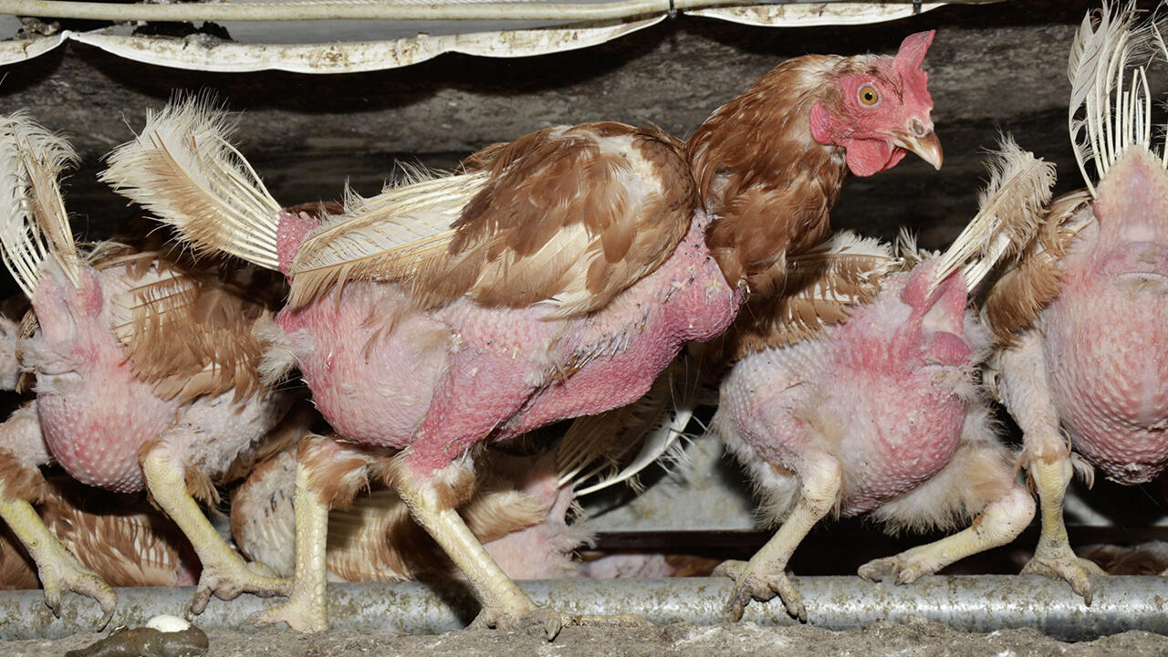 Qualen im Hühnerstall: Diese Tiere mussten über längere Zeit hinweg Federpicken ertragen.