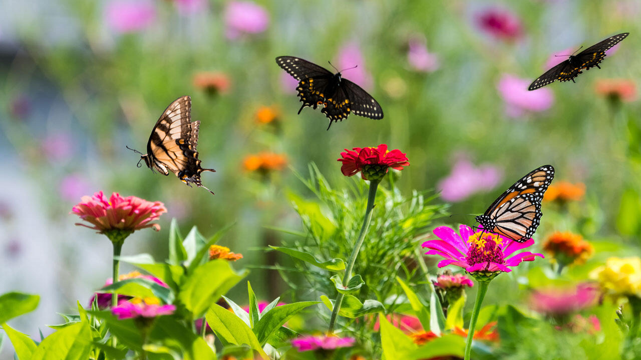 Schmetterlinge und andere Insekten lieben heimische Pflanzen.