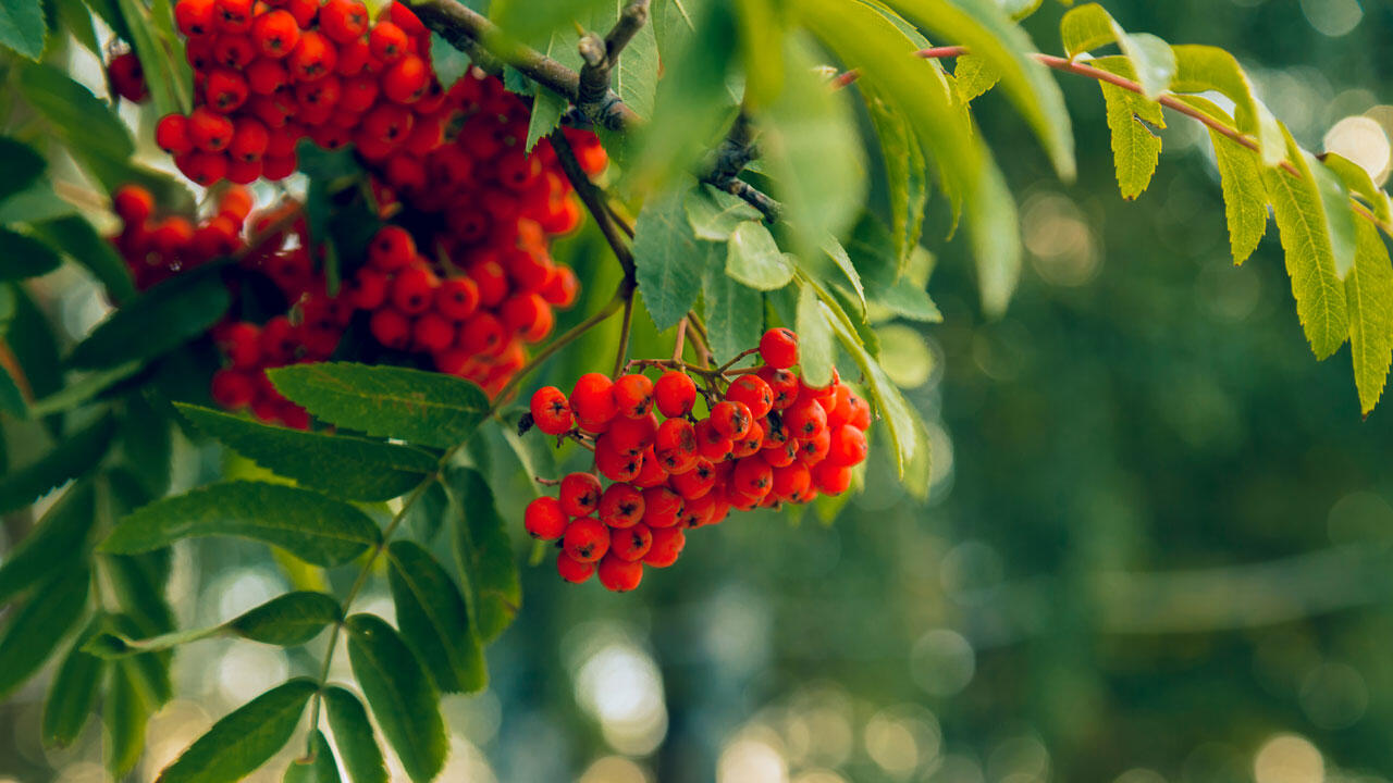 Aus den Früchten der Eberersche lässt sich Marmelade oder Gelee herstellen. Aus den Früchten der Eberersche lässt sich Marmelade oder Gelee herstellen.