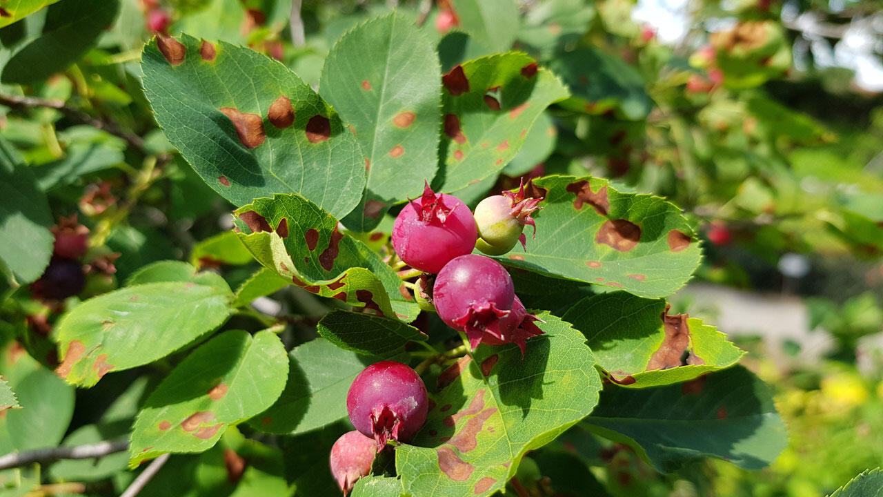 Die Früchte aller Felsenbirnen-Arten sind essbar. Die Früchte aller Felsenbirnen-Arten sind essbar.