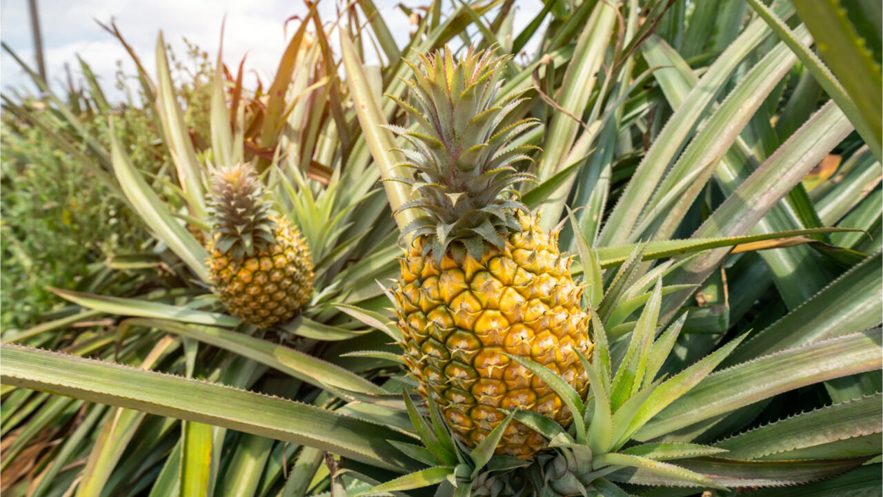 Bei Ananas, die in den Tropen angebaut werden, ist es schwer, fair gehandelte Früchte zu finden.