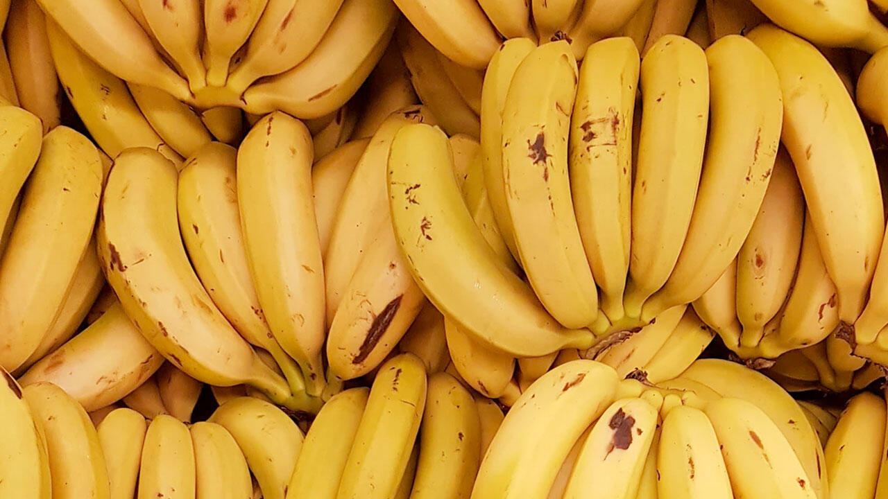 Bananen: Die Südfrucht lässt sich inzwischen fast überall auch aus fairem Handel beziehen.